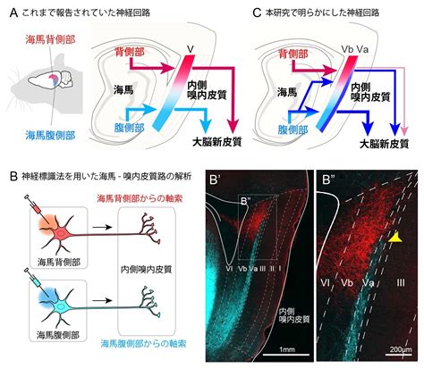 海馬回|記憶を思い出すための神経回路を発見 